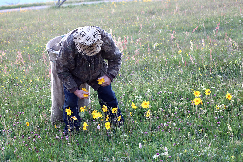 Récolte de l'arnica sur le massif des vosges